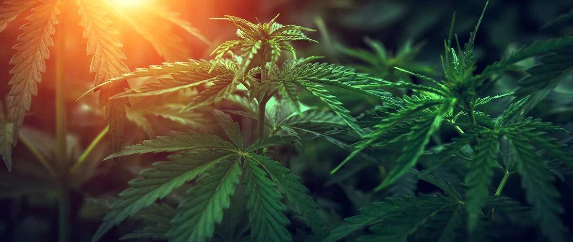 Cannabis versus cáñamo