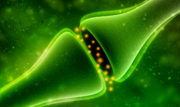 ¿QUÉ ES EL SISTEMA ENDOCANNABINOIDE?