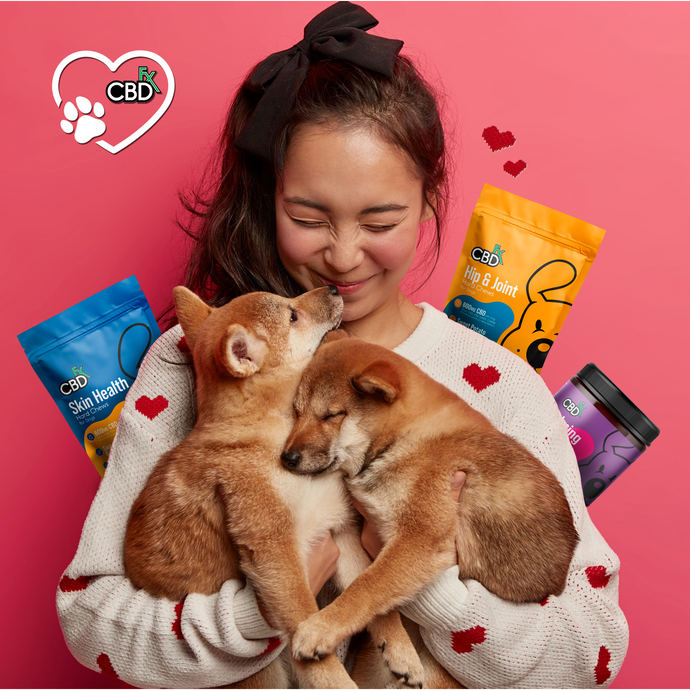 CBD para Perros: ¿Deberías Usar Premios con CBD para Tu Mascota?