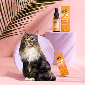 La Guía Completa para Comprar CBD para Gatos